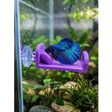 Asi 3D Tasarım Betta Balığı Için Özel Tasarım Petg Mor Dinlenme Yatağı - 8x5 cm - Vantuzlu