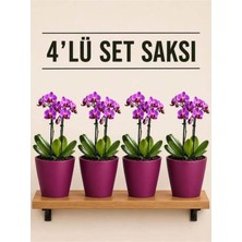 Plant Home Power Mix 4 Lü Bordo Renk Orkide Saksısı