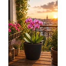 Plant Home Power Mix Orkide & Dekoratif Siyah Renk Saksı