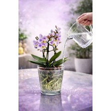 Plant Home Power Mix Şeffaf Cam SAKSI-12POT Cam-Orkide Saksısı