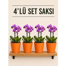 Plant Home Power Mix 4 Lü Turuncu Renk Orkide Saksısı