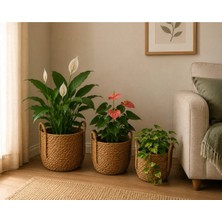 Hasır Saksı 3lü Set - Krem
