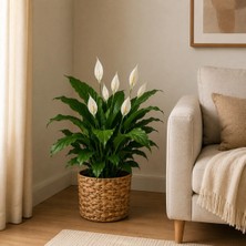 Hasır Saksı 16CM - 19CM