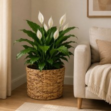 Hasır Saksı 16CM - 30CM