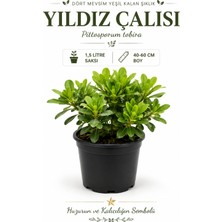 Pati Nefes Yıldız Çalısı (Pittosporum Tobira) 1,5 Lt Saksılı 40-60 cm Her Dem Yeşil Peyzaj Bitkisi