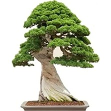 MarkEntegra Bonsai Ağacı Tohumu Seti, 5 Adet Okaliptüs Tohumu