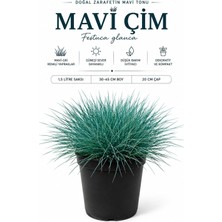 Pati Nefes Mavi Çim (Festuca Glauca) 1,5 Lt Saksılı 30-45 cm Mavi Yumak Otu Dekoratif Peyzaj Bitkisi