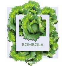 Bombola Iceberg Marul Tohumu – 10.000 Adet