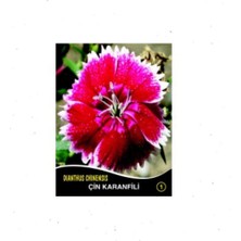 Çin Karanfili Çiçek Tohumu (Yaklaşık 40 Tohum)