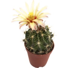 Levant Echinofossulocactus Lloydii Kaktüs 5,5 cm Saksıda Saksı İçinde Hızla Büyüyen Çiçekli