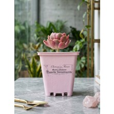 Çiçeva Özel Tasarım Saksıda Aeonium 'pink Witch' – Dekoratif Sukulent
