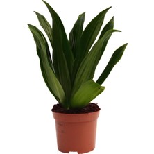 Modasteps Dracaena Compacta - 12 cm Plastik Saksıda