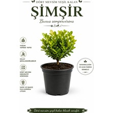 Pati Nefes Şimşir (Buxus Sempervirens) 1 Lt Saksılı 15-25 cm Her Dem Yeşil Dekoratif Bahçe Bitkisi