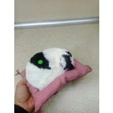 Miyavlayan Minderli Kedi