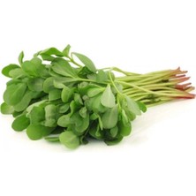 MiraLive Semizotu Tohumu 10 gr