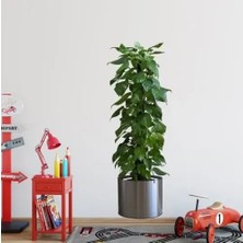 Küçük Hazine Saksılı Bitki Tasarımlı Yapışkanlı Sticker Resim 90*30 cm MC-665