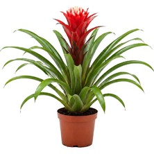 Gardenkoala Guzmania Hope – Guzmania – 12 cm Saksı