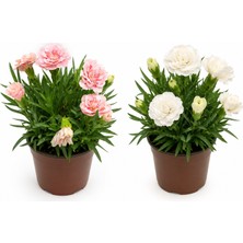 Gardenkoala 2'li Karanfil – Dianthus