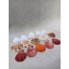  Deniz Kabuklu Set  - Dekor, Hobi, Teraryum, Akvaryum Set 3