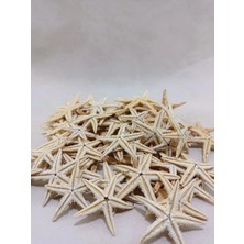 50 Adet Gerçek Deniz Yıldızı  – Naturel 1-3 cm -  Dekor, Hobi, Teraryum,