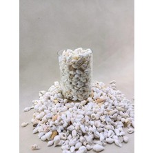 500  gr Natural Minik Deniz Kabuğu – Karışık Nassa Shell | Dekor, Hobi, Teraryum, Akvaryum