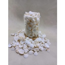250 gr Natural Minik Deniz Kabuğu –  Clam Rose Cochles- Küçük| Dekor, Hobi, Teraryum, Akvaryum