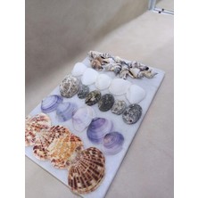 Clam Rose+Mascaransız +Deniz Kabuklu Set  - Dekor, Hobi, Teraryum, Akvaryum Set 10