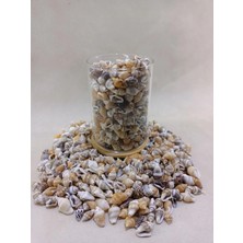 250  gr Natural Minik Deniz Kabuğu – Karışık Nassa Shell | Dekor, Hobi, Teraryum, Akvaryum