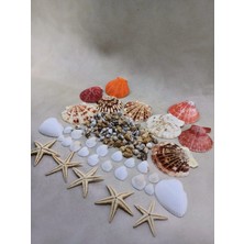 Nasa Shel + Clam Rose+ Mascaranses+Deniz Kabuklu Set  - Dekor, Hobi, Teraryum, Akvaryum Set 1