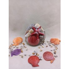 Deniz Kabuğu Set Tabak – Shelpack -  Küçük-Dekor, Hobi, Teraryum, Akvaryum