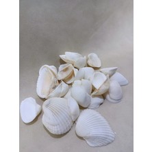 30 Adet Adet Natural  Deniz Kabuğu –  Clam Rose Cochles- Orta  Dekor, Hobi, Teraryum, Akvaryum