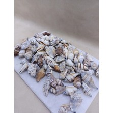 Natural  Deniz Kabuğu  250 gr  | Dekor, Hobi, Teraryum, Akvaryum
