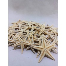 25 Adet Gerçek Deniz Yıldızı  – Naturel 3-4 cm -  Dekor, Hobi, Teraryum,