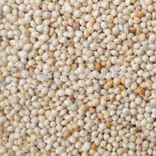 Aslımlar Ak (Beyaz) Darı 5 kg Kuş Yemi