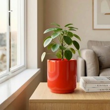 Homing Elora Serisi Mint Yeşil Seramik Saksı 242737