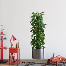 Zenvia Saksılı Bitki Tasarımlı Yapışkanlı Sticker Resim 90*30 cm MC-665
