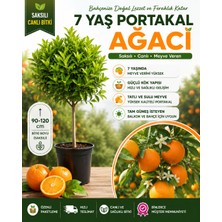 Taber 7 Yaş Saksılı Portakal Ağacı – Meyve Vermeye Hazır, Güçlü Kök Yapısına Sahip