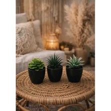 Gülşen Beauty 3lü Mini Yapay Sukulent Bitki Seti