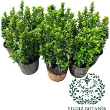 Yıldız Botanik Sütun Taflan Yarı Bodur Çit Bitkisi Roket Şimşir Fidanı Green Spire 20-25 cm 10 Adet