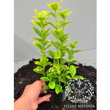 Yıldız Botanik Altuni Gold Taflan Çit Bitkisi Sarı Taflan Fidanı 25-30 CM 1 Saksıda 3 Kök Üretim 1 Adet