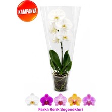 Gardenkoala Tek Dal Kısa Boy Orkide – Phalaenopsis – 12 cm Saksı