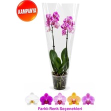 Gardenkoala Çift Dal Kısa Boy Orkide – Phalaenopsis – 12 cm Saksı