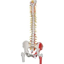 EgeAnatomi Maketleri 3b Scientific Esnek Omurga Maketi, Femur Başlı ve Kas Görünümlü