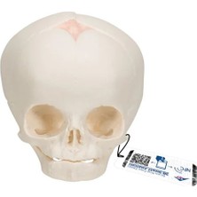 EgeAnatomi Maketleri 3b Scientific Fetal Kafatası Modeli Fetal Kafatası Maketi