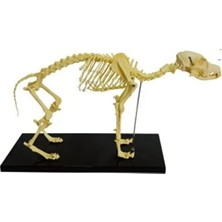 EgeAnatomi Maketleri Köpek Iskelet Modeli