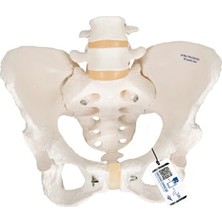 EgeAnatomi Maketleri 3b Scientific Kadın Pelvis Modeli - Kadın Pelvis Maketi (Hareketli)