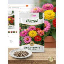 Şafak Peyzaj Zinnia  Çiçek Tohumu 25 Adet