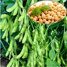 Larskas Yerli Doğal Soya Fasulyesi Tohumu, 50 Adet Set