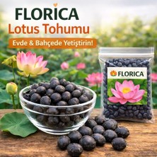Larskas Lotus Çiçeği Tohumu 5 Adet – Nilüfer Çiçeği Tohumu Nadir Kutsal Lotus Tohumu