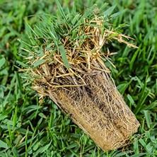 Larskas Zoysia Japonica Çim Fidesi